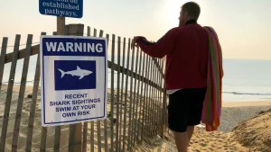 Temporada de tiburones en Nueva York y Nueva Jersey: científicos monitorean ejemplares cerca de playas populares